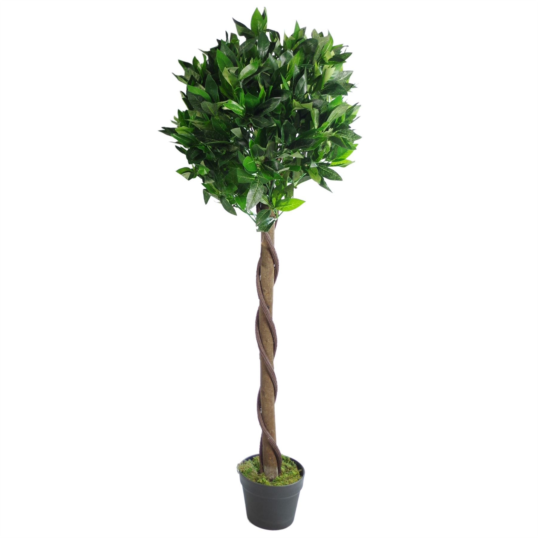 Artificial Bay Laurel Trees - Large Statement Entrance Trees-5
